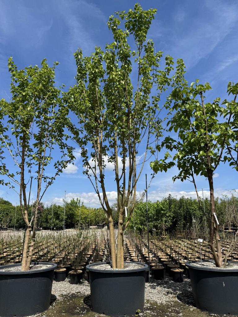 Morus alba