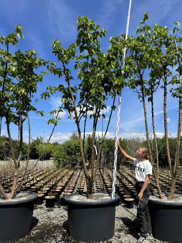 Morus alba 'Fruitless'