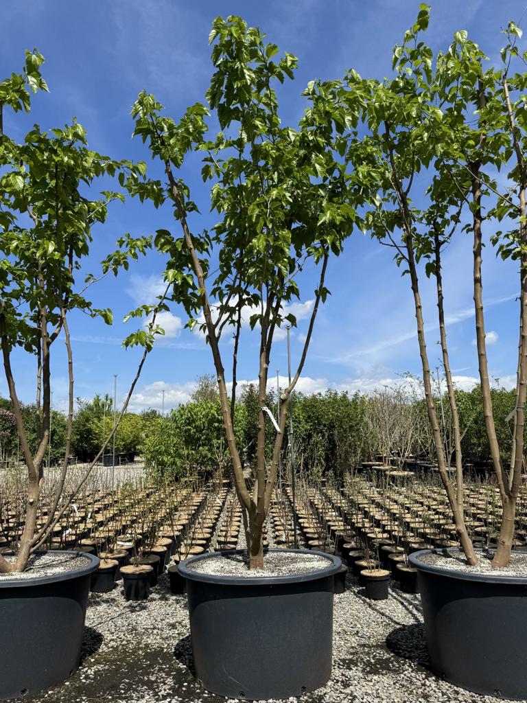 Morus alba 'Fruitless'
