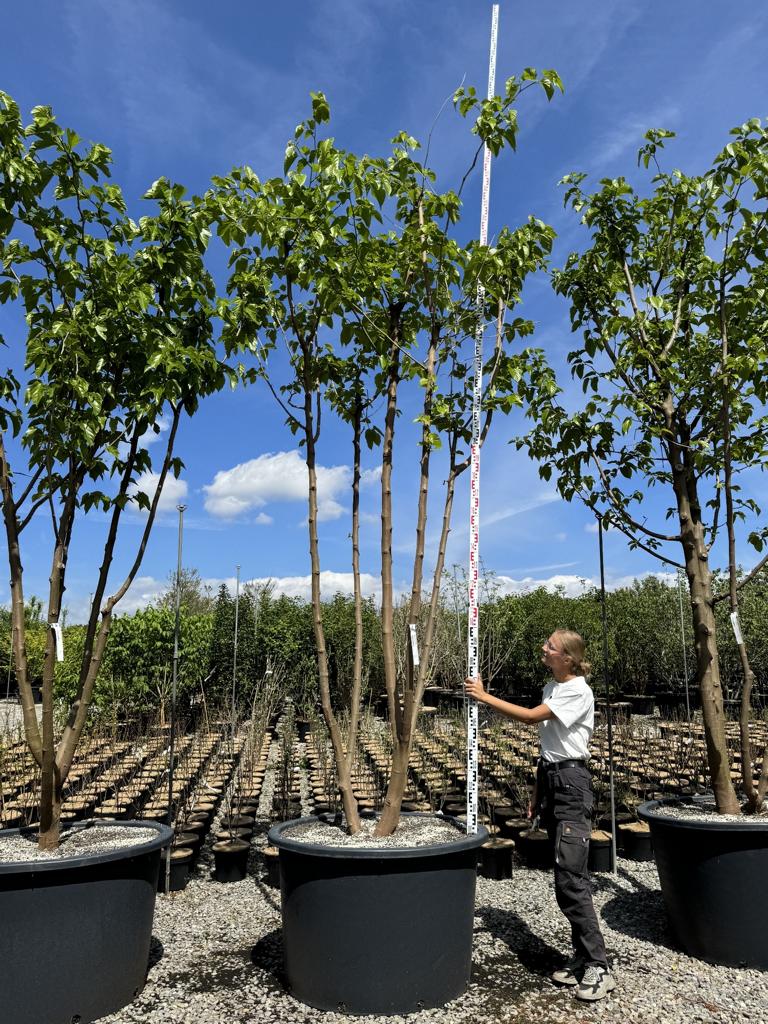 Morus alba 'Fruitless'