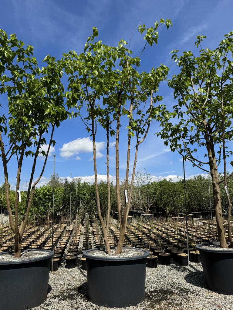 Morus alba 'Fruitless'