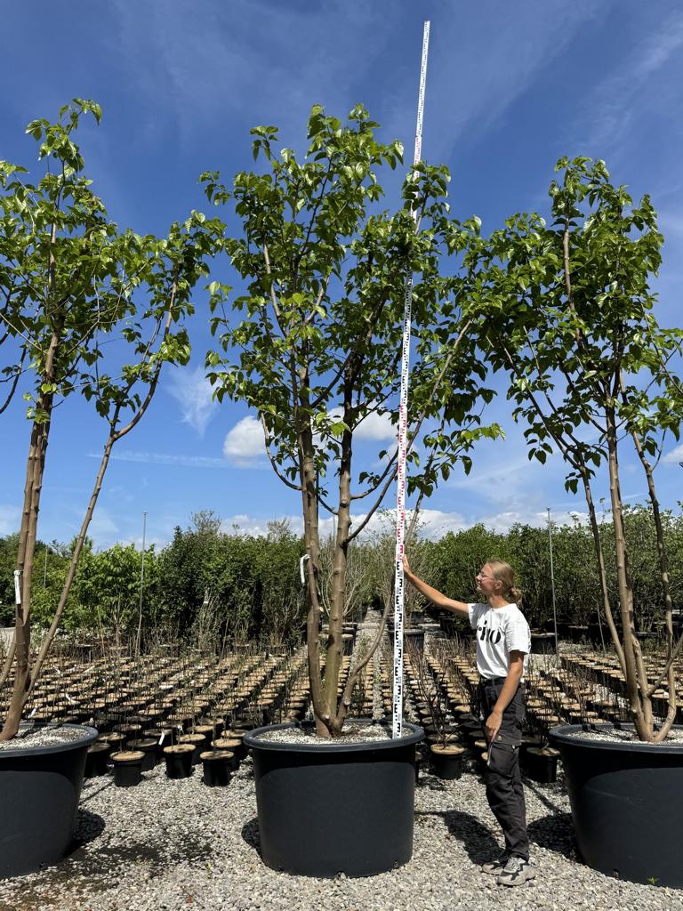 Morus alba 'Fruitless'