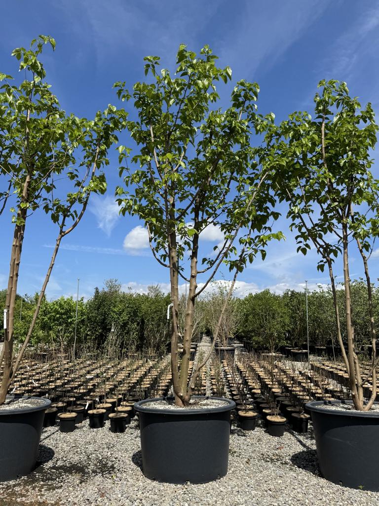Morus alba 'Fruitless'