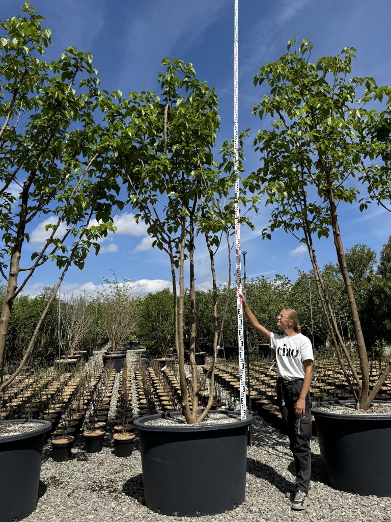 Morus alba 'Fruitless'