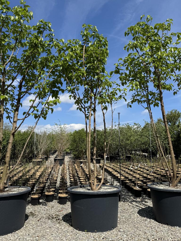 Morus alba 'Fruitless'