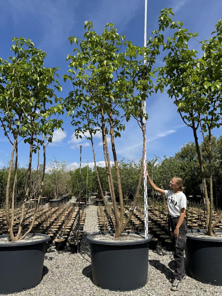 Morus alba 'Fruitless'