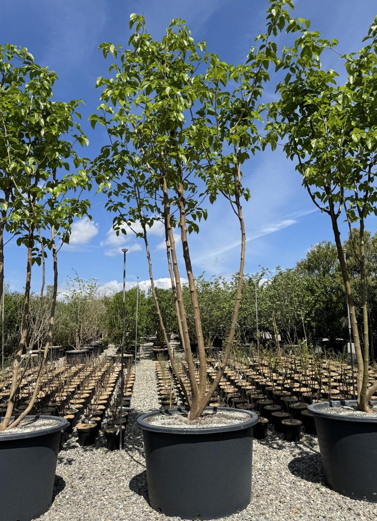 Morus alba 'Fruitless'