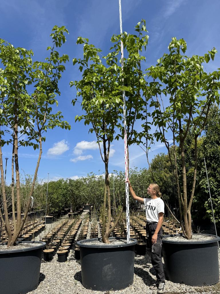 Morus alba 'Fruitless'