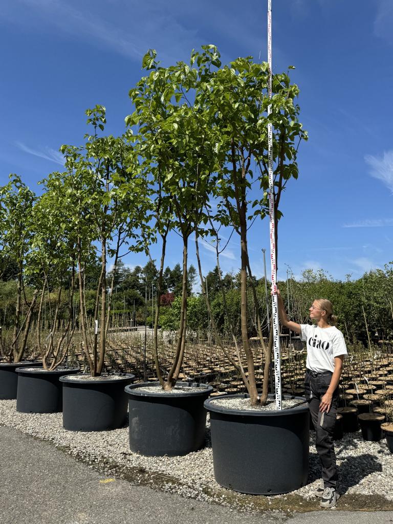 Morus alba 'Fruitless'