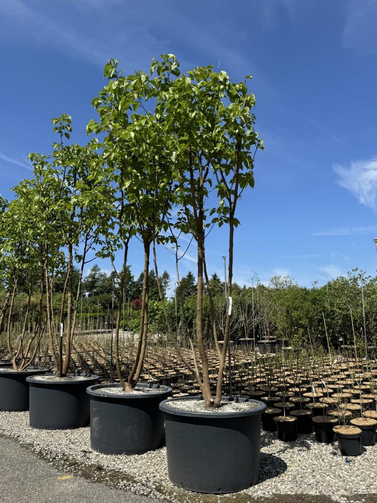 Morus alba 'Fruitless'