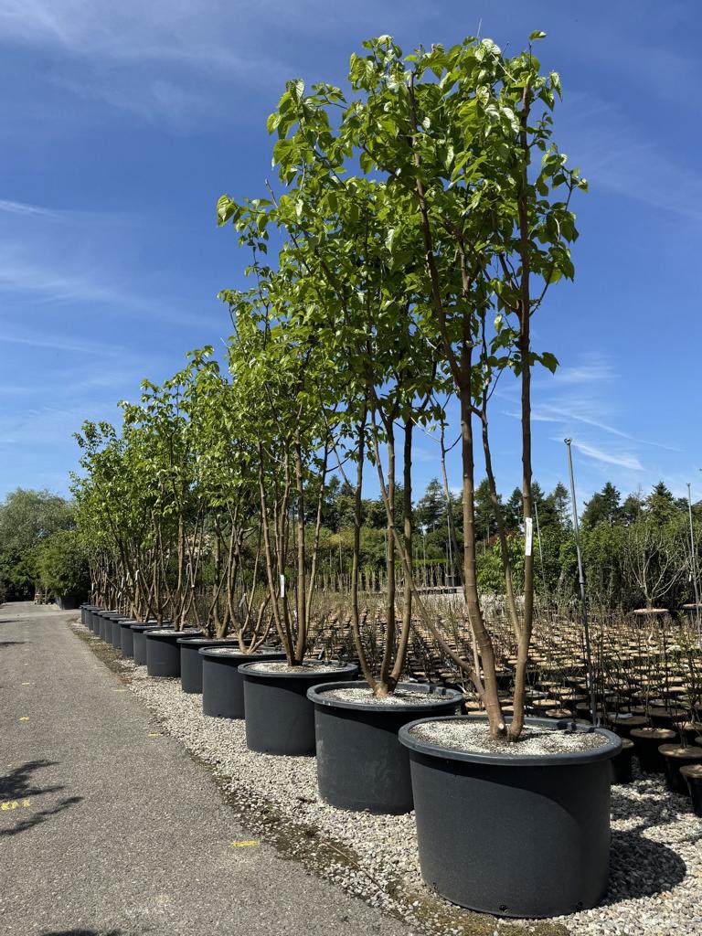 Morus alba 'Fruitless'