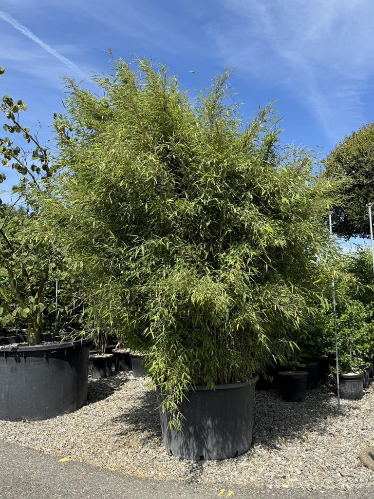 Fargesia murieliae 'Dragon King'