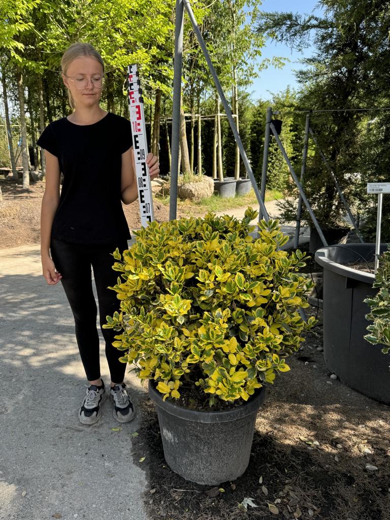 Ilex aquifolium 'Golden van Tol' Kugel
