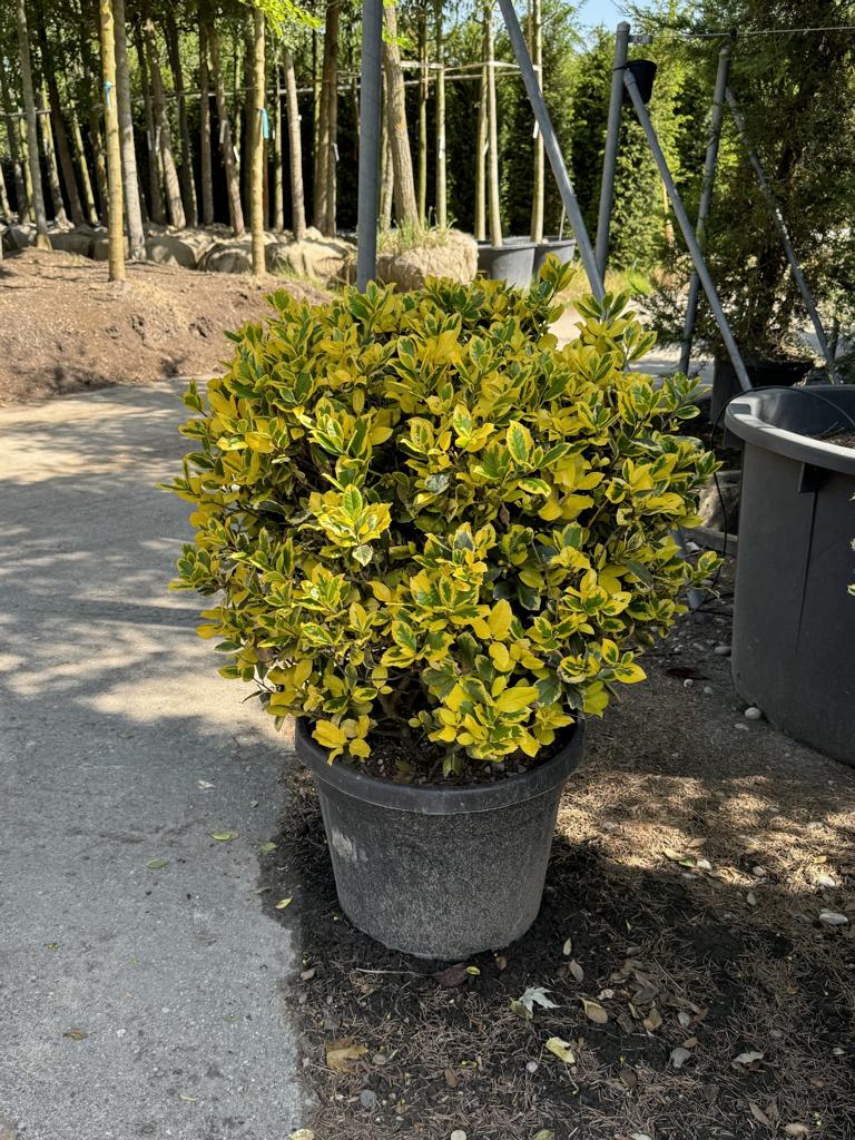 Ilex aquifolium 'Golden van Tol' Kugel
