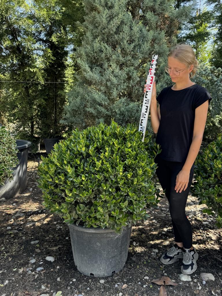 Ilex meserveae (x) 'Blue Maid' kugelförmig