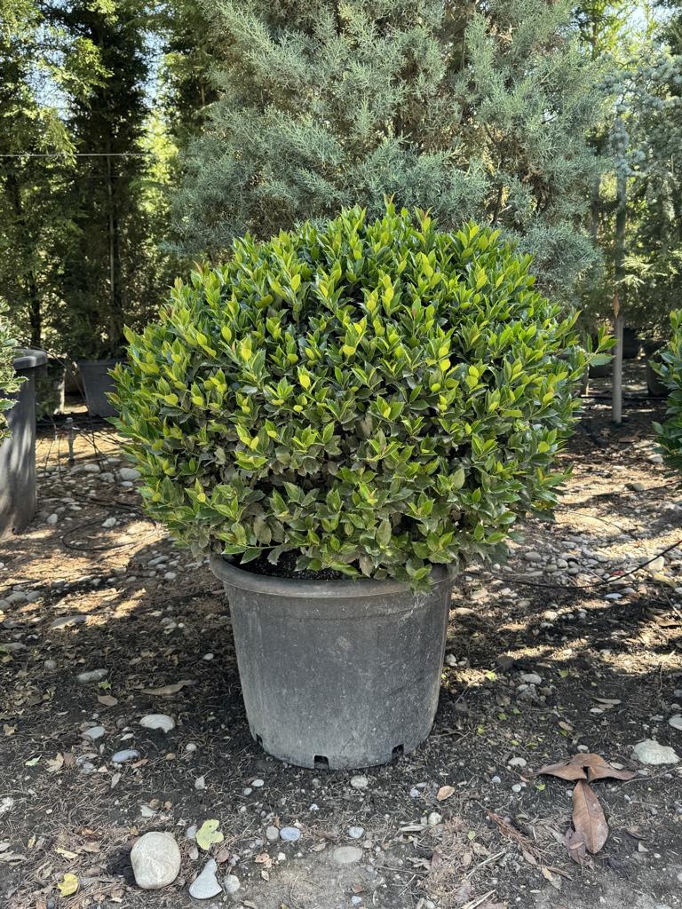 Ilex meserveae (x) 'Blue Maid' kugelförmig