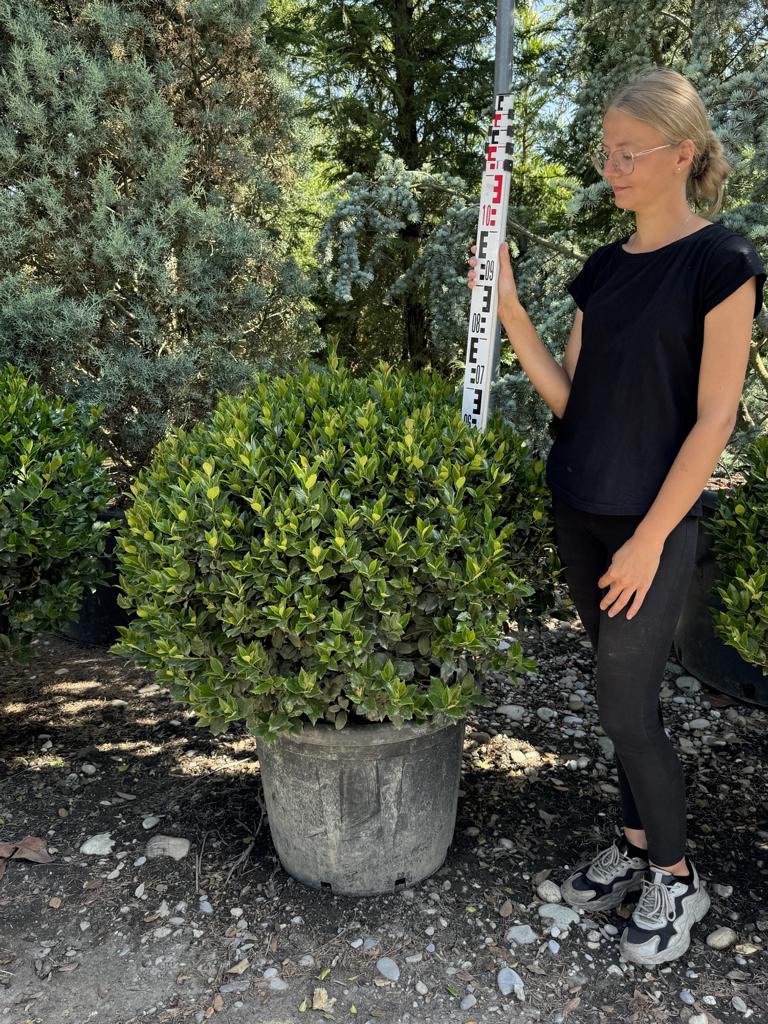 Ilex meserveae (x) 'Blue Maid' kugelförmig