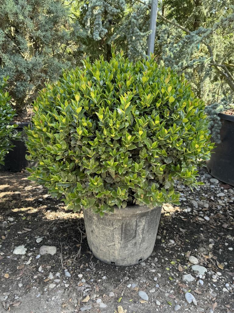 Ilex meserveae (x) 'Blue Maid' kugelförmig