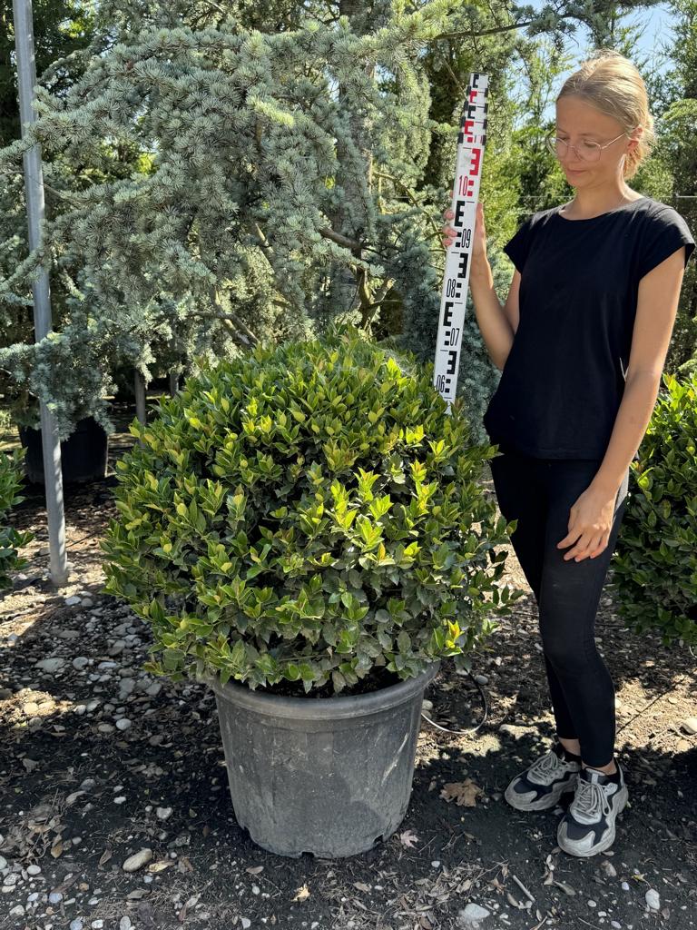 Ilex meserveae (x) 'Blue Maid' kugelförmig