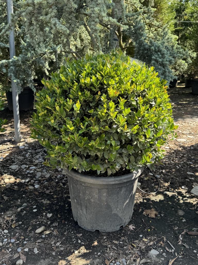Ilex meserveae (x) 'Blue Maid' kugelförmig