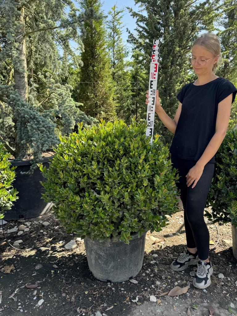 Ilex meserveae (x) 'Blue Maid' kugelförmig