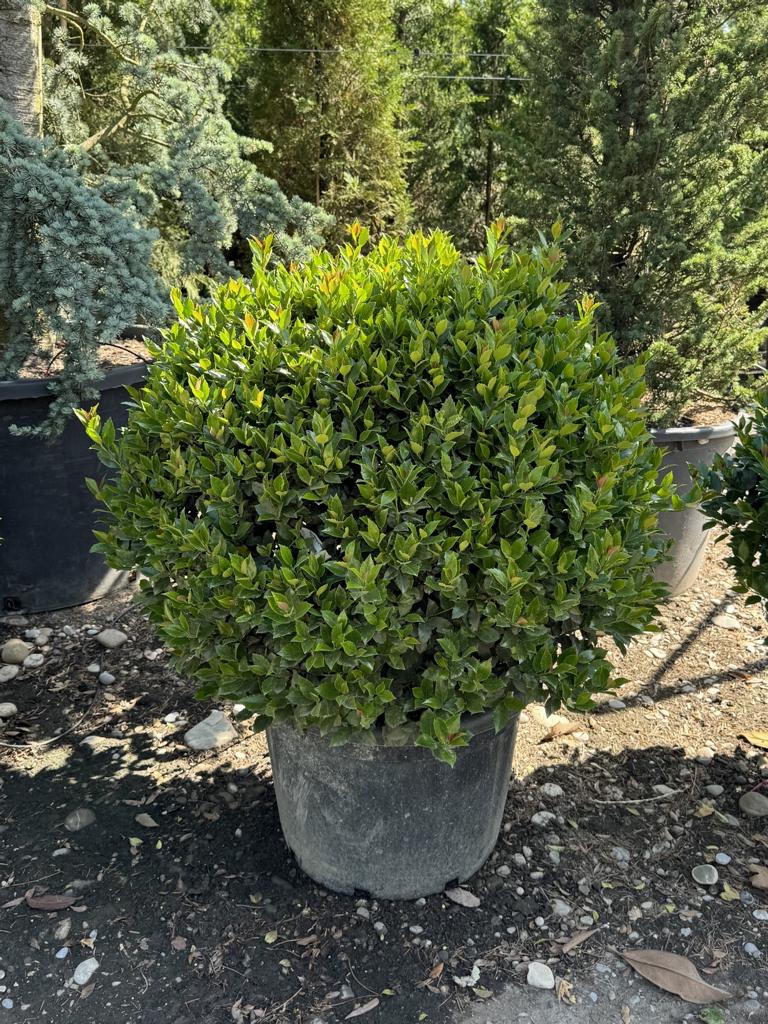 Ilex meserveae (x) 'Blue Maid' kugelförmig
