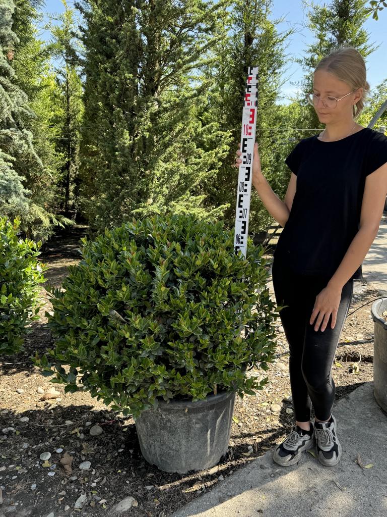 Ilex meserveae (x) 'Blue Maid' kugelförmig