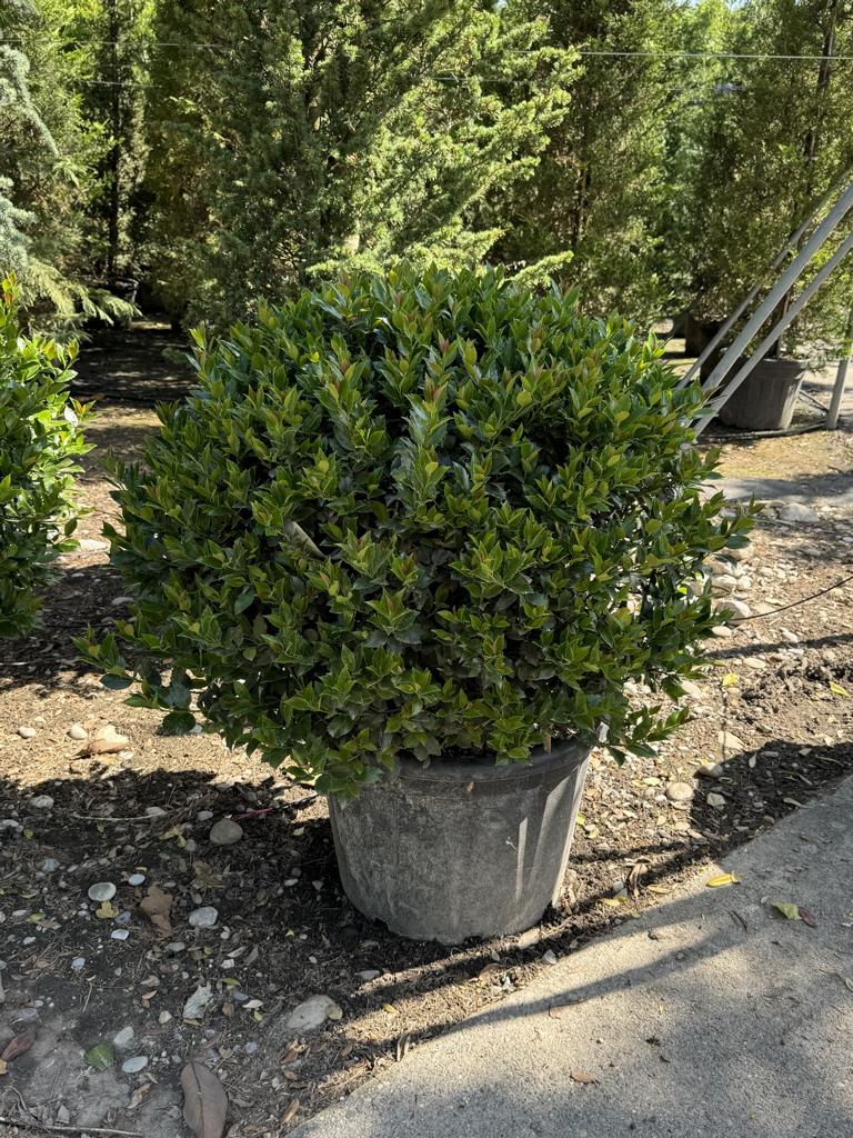 Ilex meserveae (x) 'Blue Maid' kugelförmig