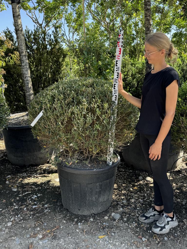Phillyrea angustifolia kugelförmig