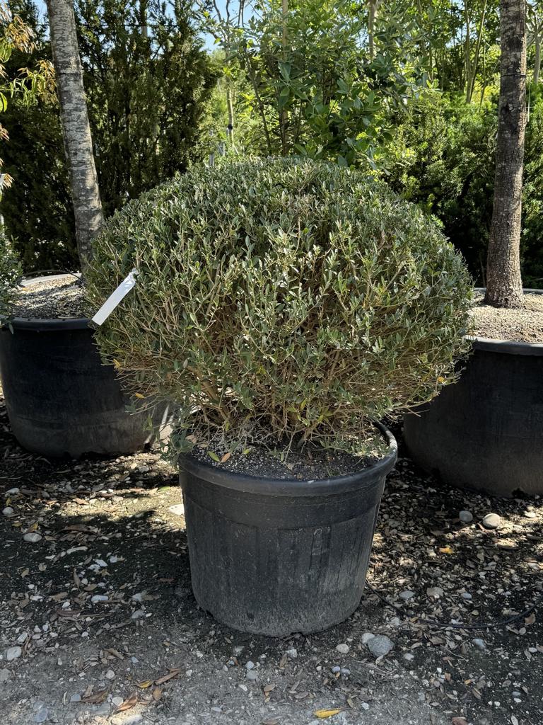 Phillyrea angustifolia kugelförmig