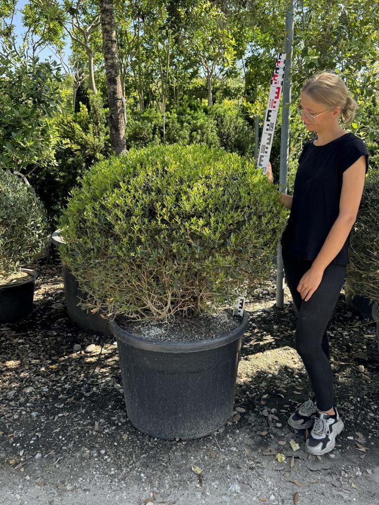 Phillyrea angustifolia kugelförmig