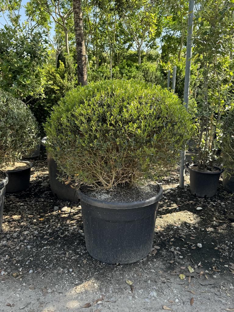 Phillyrea angustifolia kugelförmig