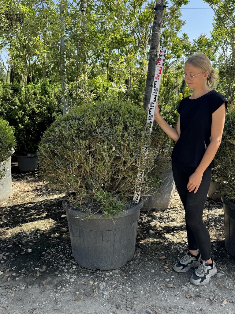 Phillyrea angustifolia kugelförmig
