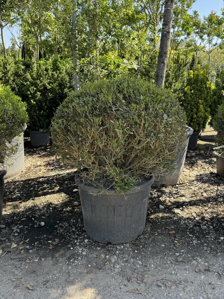 Phillyrea angustifolia kugelförmig