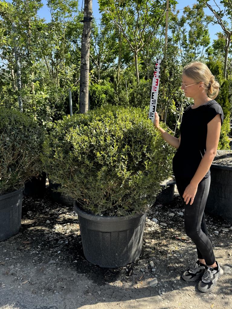 Phillyrea angustifolia kugelförmig