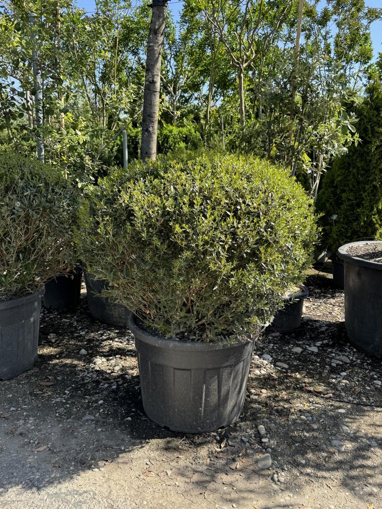 Phillyrea angustifolia kugelförmig