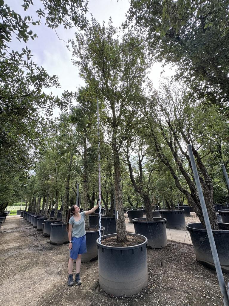 Quercus suber