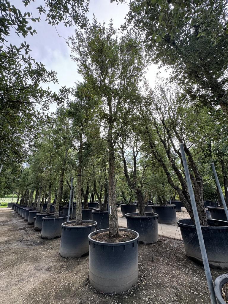 Quercus suber