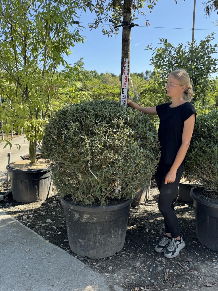 Phillyrea angustifolia kugelförmig