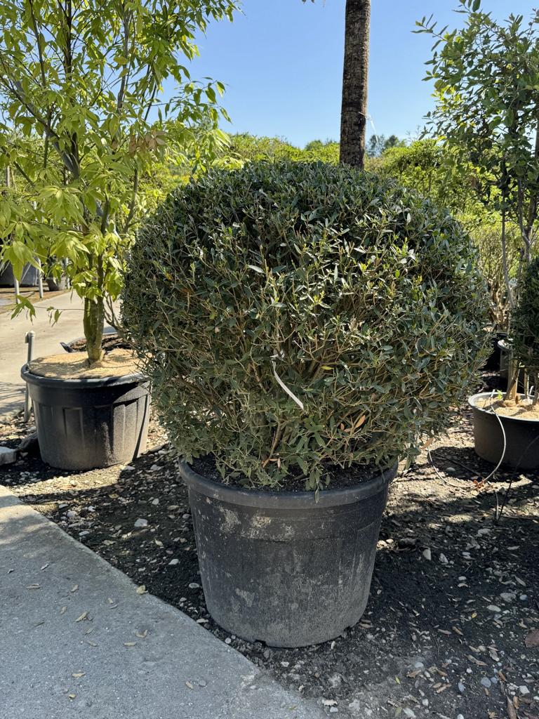 Phillyrea angustifolia kugelförmig
