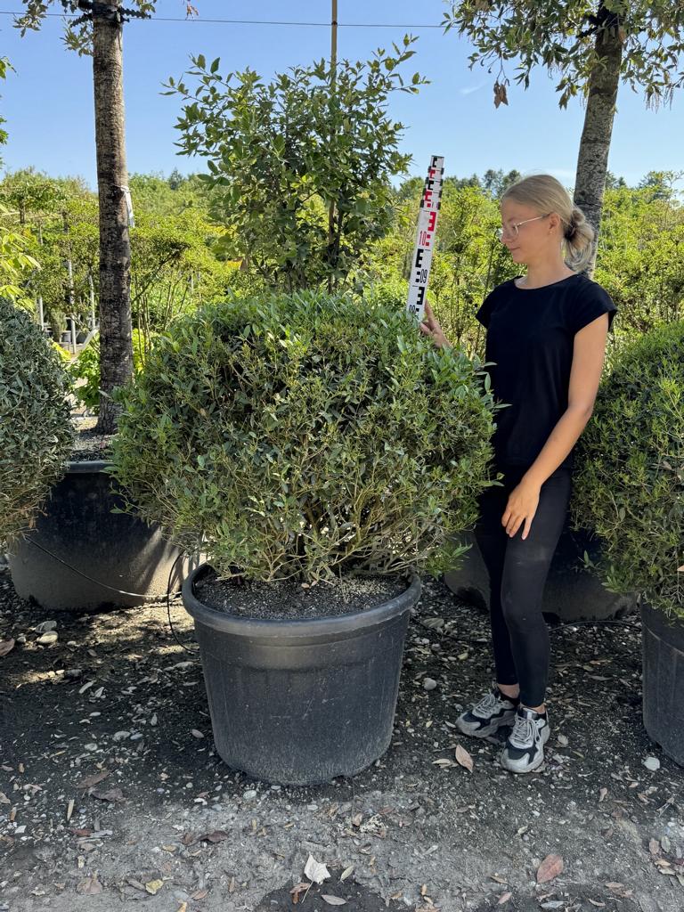 Phillyrea angustifolia kugelförmig