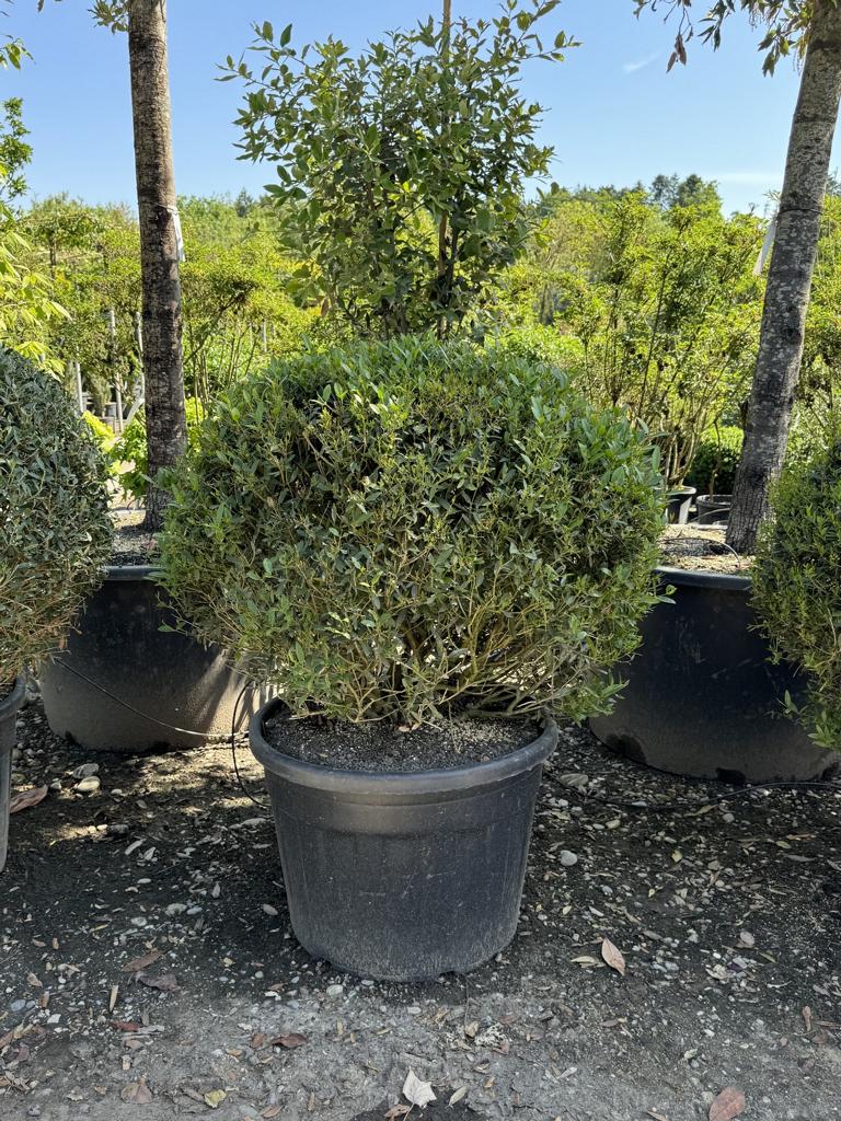 Phillyrea angustifolia kugelförmig
