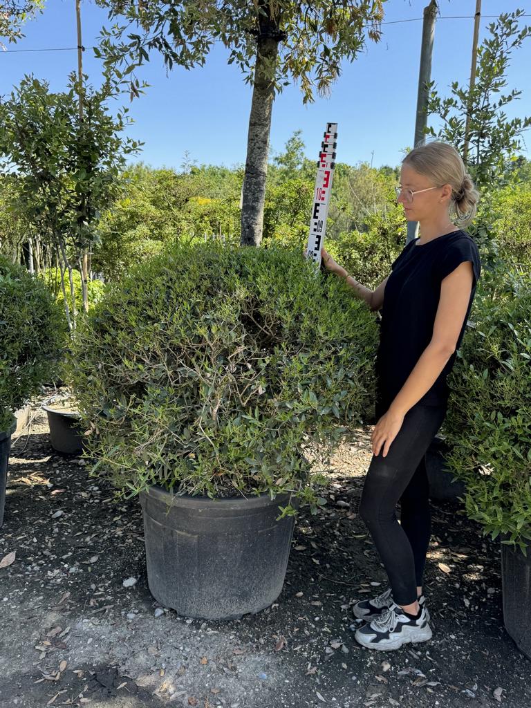 Phillyrea angustifolia kugelförmig