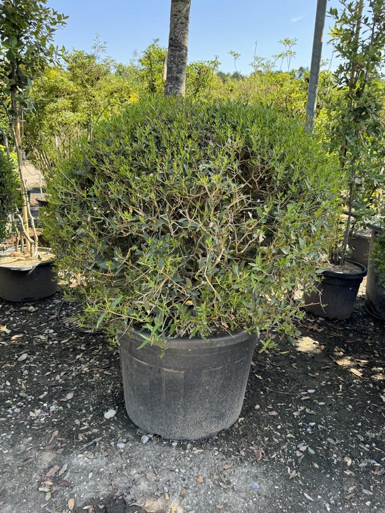 Phillyrea angustifolia kugelförmig