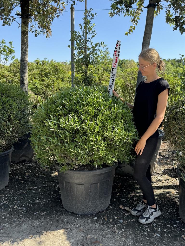 Phillyrea angustifolia kugelförmig