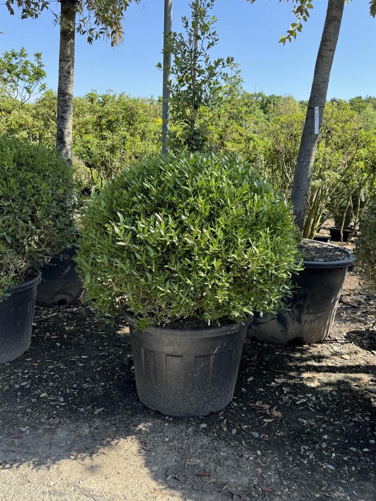 Phillyrea angustifolia kugelförmig