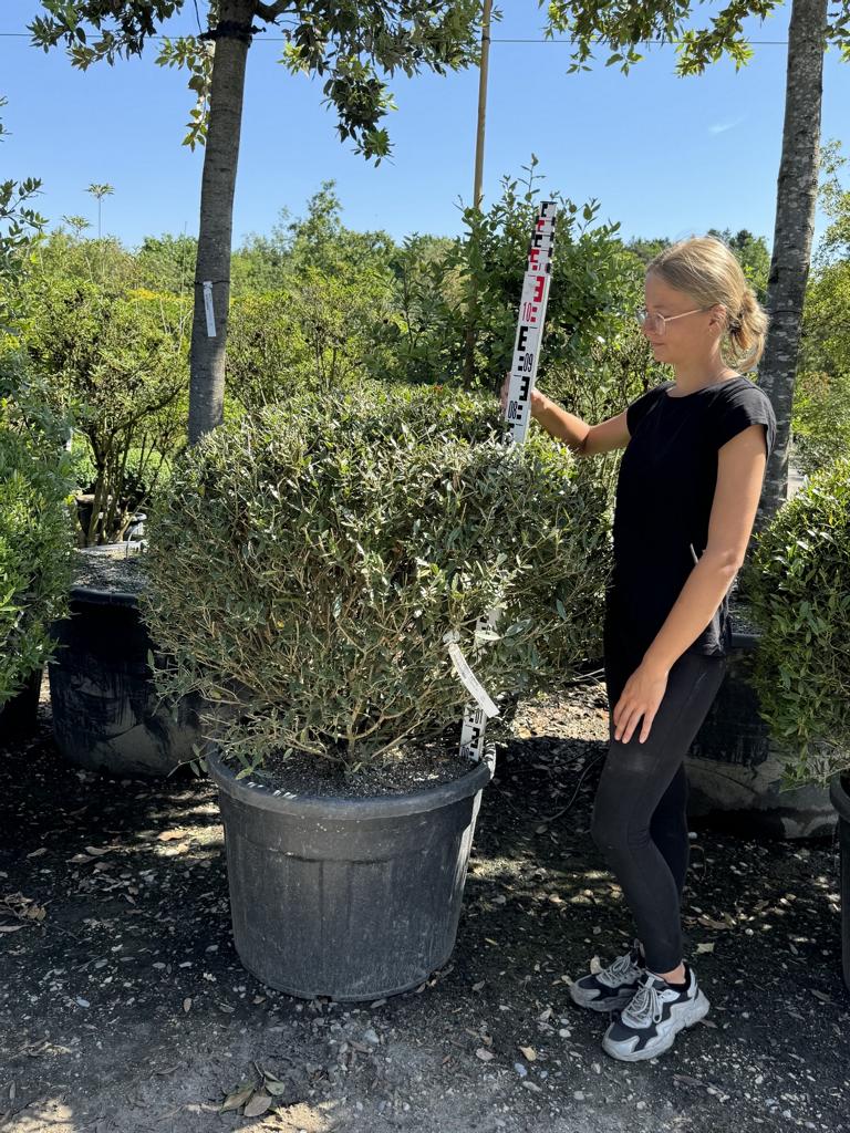 Phillyrea angustifolia kugelförmig