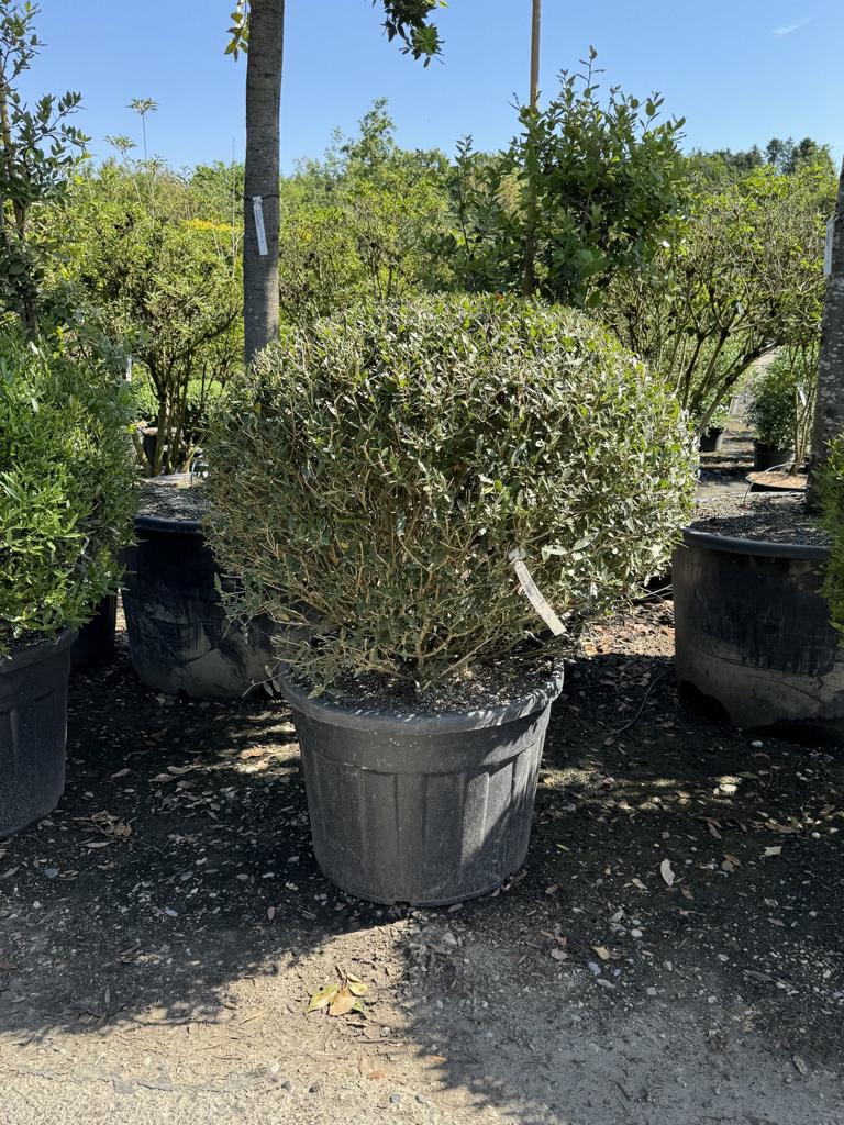 Phillyrea angustifolia kugelförmig