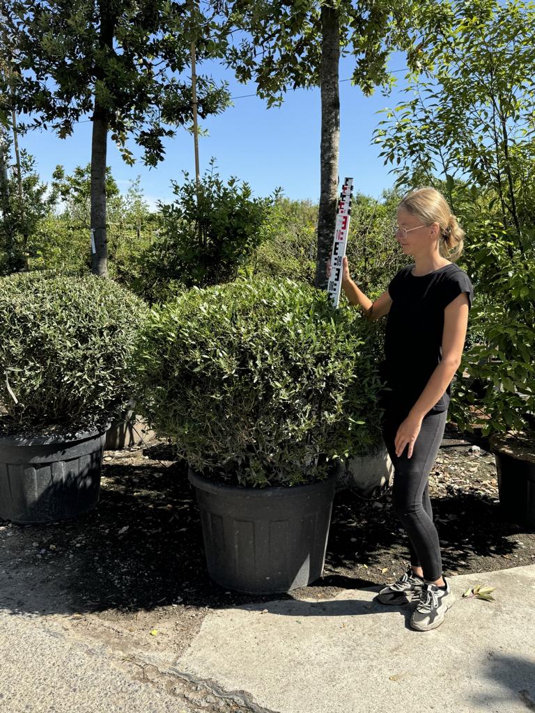 Phillyrea angustifolia kugelförmig