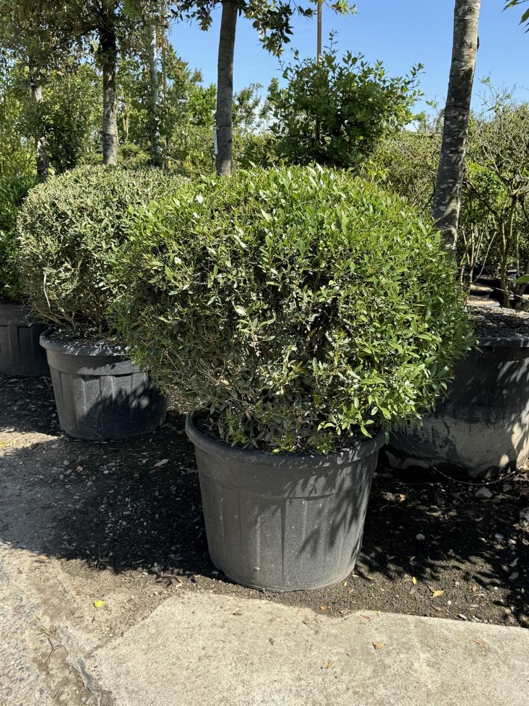 Phillyrea angustifolia kugelförmig
